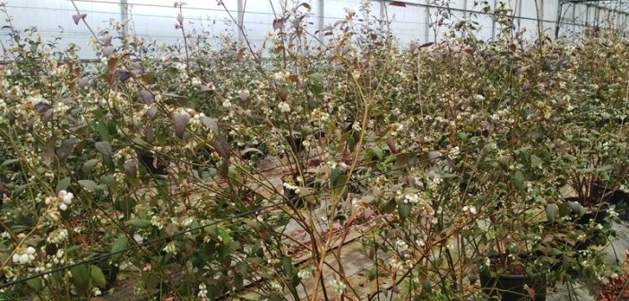 Deifil: aberto o período de reservas de plantas de mirtilo para o outono
