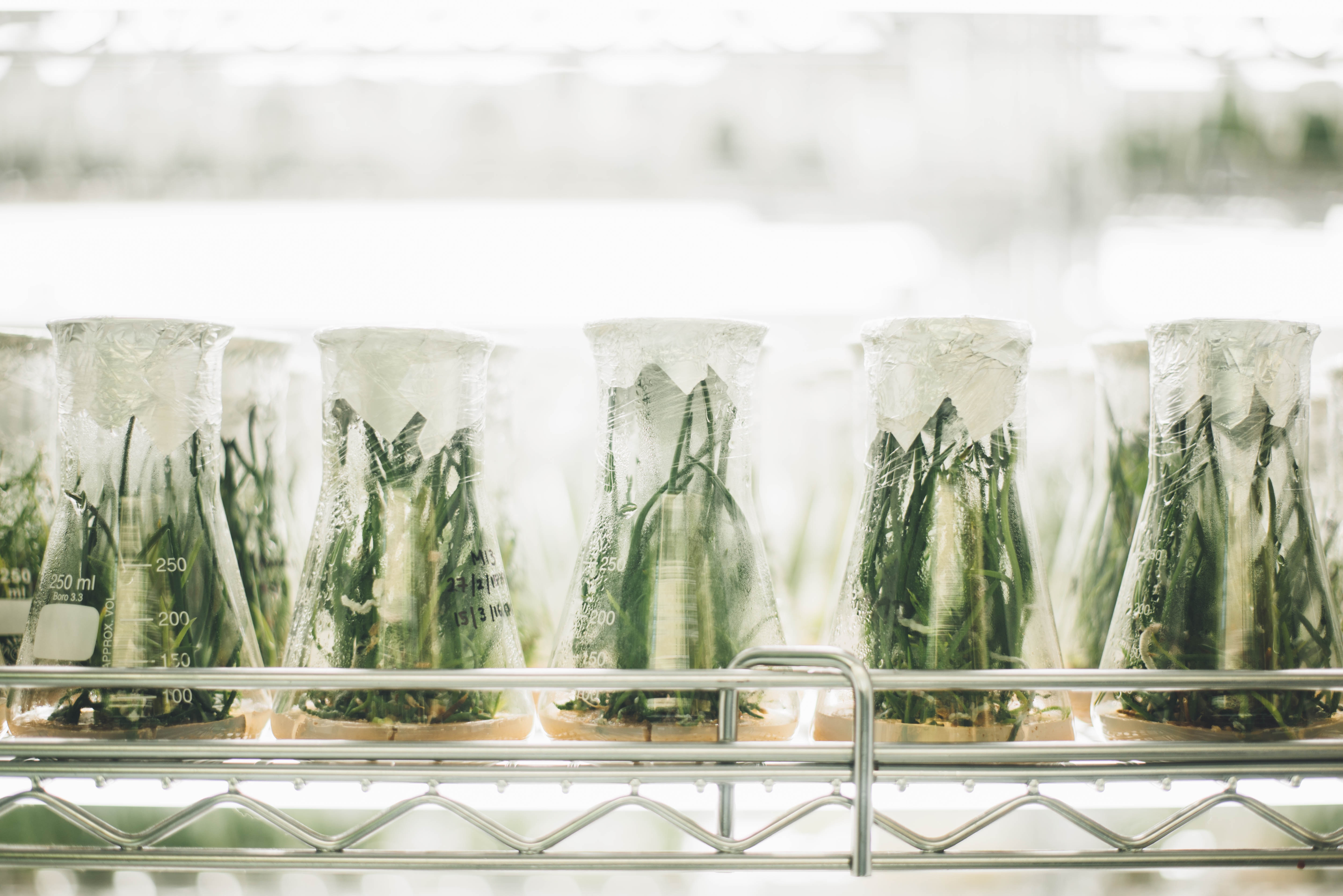 Job Opportunity – Researcher in tissue culture